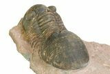 Detailed Paralejurus Trilobite Fossil - Lghaft, Morocco #350434-3